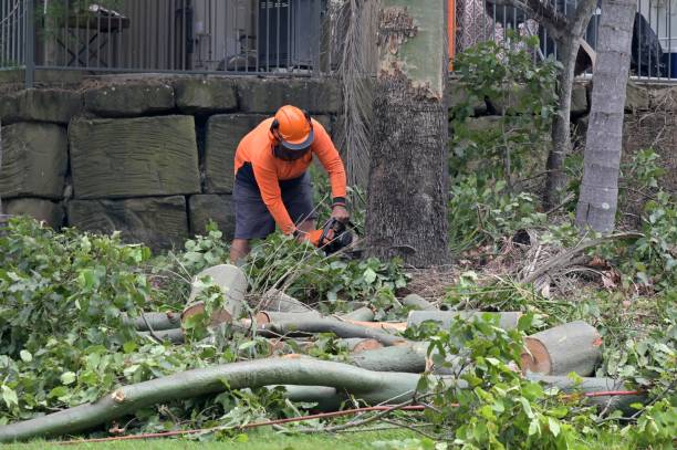 The Steps Involved in Our Tree Care Process in Heathcote, NJ